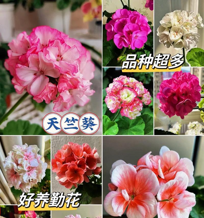多年天竺葵的养护方法是什么？有哪些注意事项？