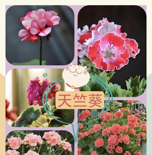 多年天竺葵的养护方法是什么？有哪些注意事项？
