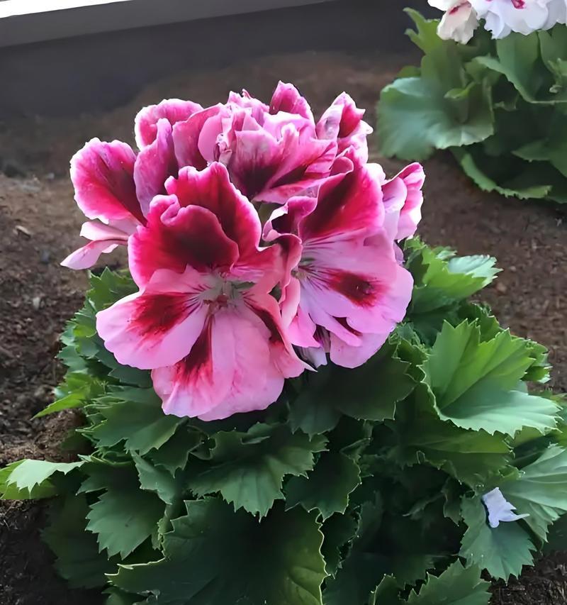 天竺葵夏季养护技巧有哪些？