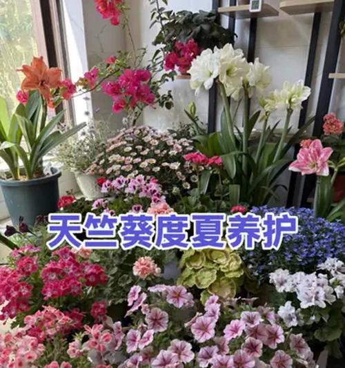 天竺葵夏季养护技巧有哪些？