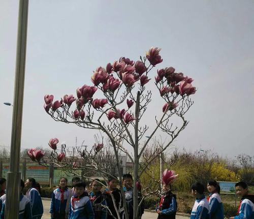 秋玉兰播种的最佳时间是什么时候？