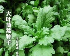 拼多多播种手法有哪些技巧？