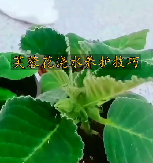 浇水是什么方法最好呢？如何正确进行植物浇水？