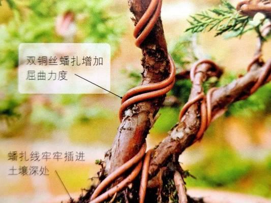 刺松叶子发黄是什么原因？如何有效补救？
