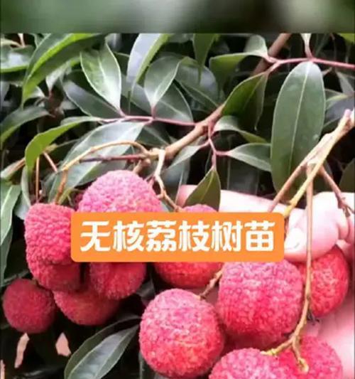 三月份栽培荔枝的技术要点有哪些？