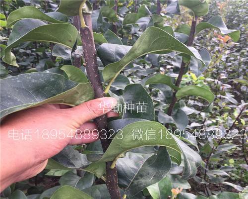 新西兰红梨盆景的养护方法是什么？