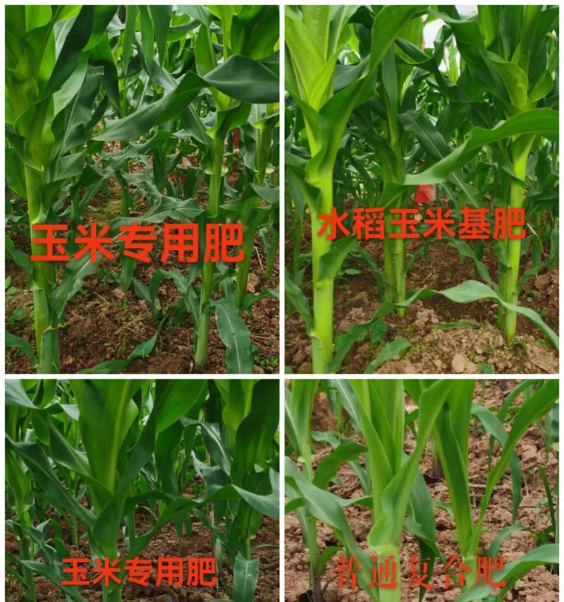 玉米播种期施肥指南是什么？需要施什么肥料？