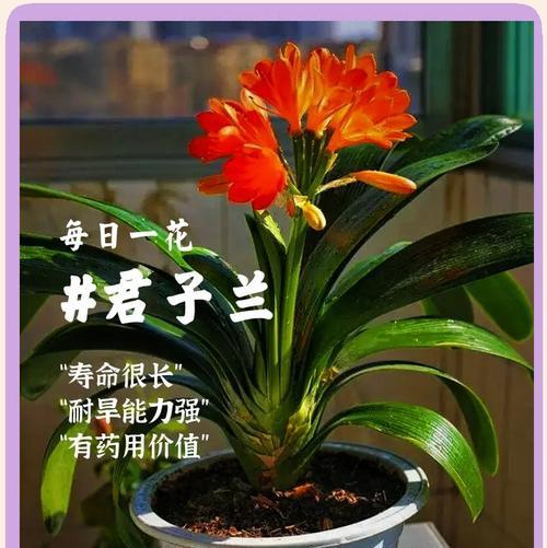 君子兰拆海苔后如何保持生长？