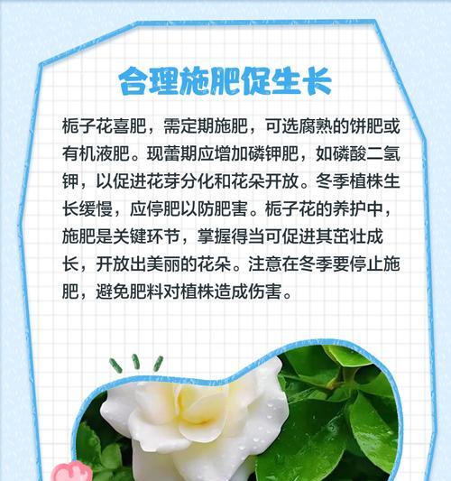 栀子花养护技巧有哪些？