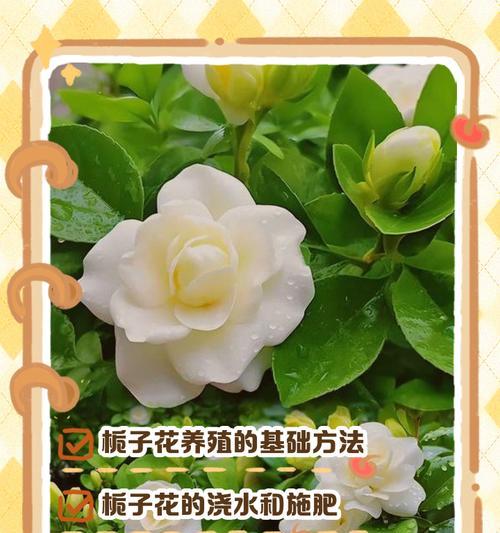 栀子花养护技巧有哪些？