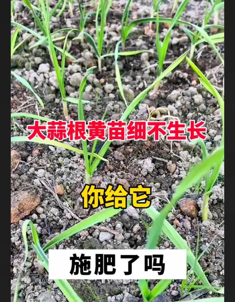 自制蒜苗肥料的步骤和注意事项有哪些？