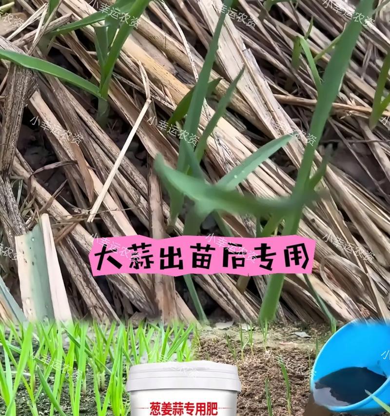 自制蒜苗肥料的步骤和注意事项有哪些？