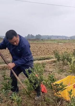 果树土球栽培的关键技术要点是什么？