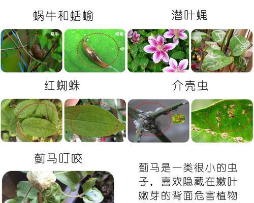铁线莲有黄点是怎么回事？可能的原因和解决办法有哪些？