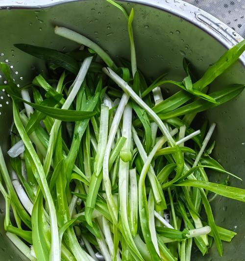 什么季节播种韭菜适宜呢？韭菜播种的最佳季节是什么？