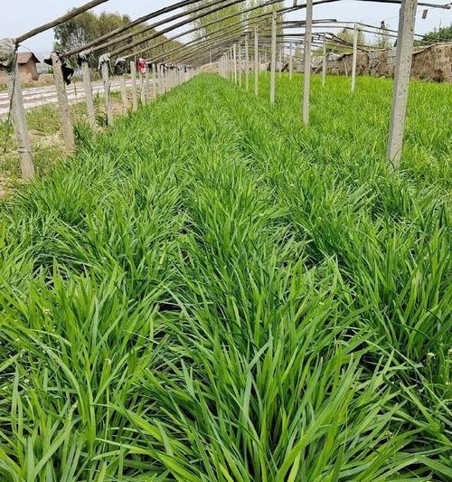 什么季节播种韭菜适宜呢？韭菜播种的最佳季节是什么？