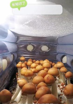 蘑菇正确的浇水方法是什么？如何正确给蘑菇浇水？