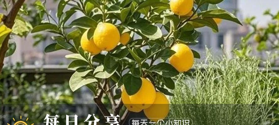 柠檬顶端叶子发黄怎么办？如何进行有效处理？