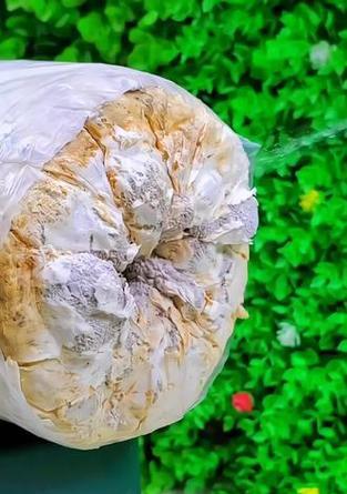 蘑菇正确的浇水方法是什么？如何正确给蘑菇浇水？