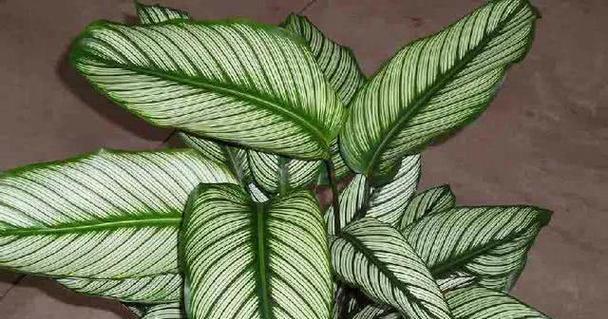 有哪些观赏植物属于竹芋科？