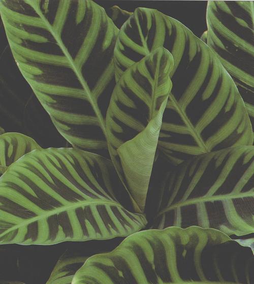 有哪些观赏植物属于竹芋科？