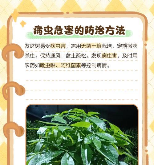 发财树叶子发黄干枯如何处理？