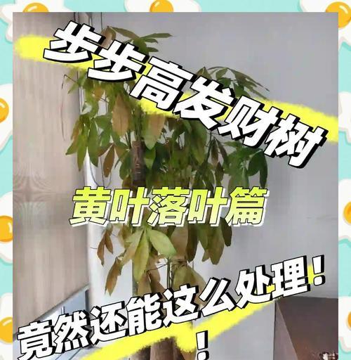 发财树叶子发黄干枯如何处理？