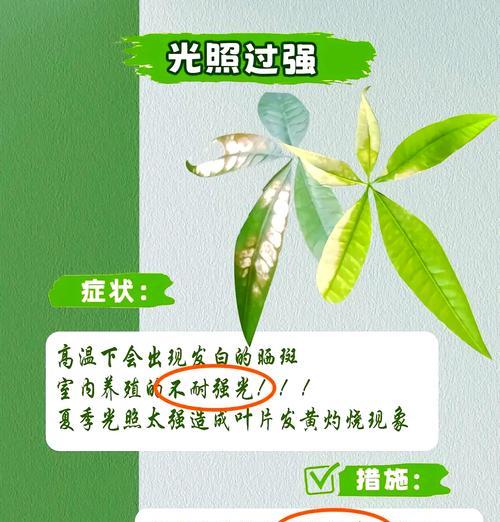 发财树叶子发黄干枯如何处理？