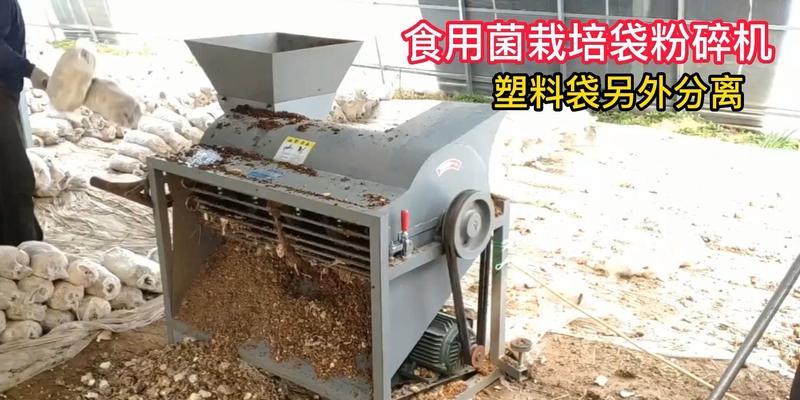 平菇粉碎栽培技术要点？如何操作？