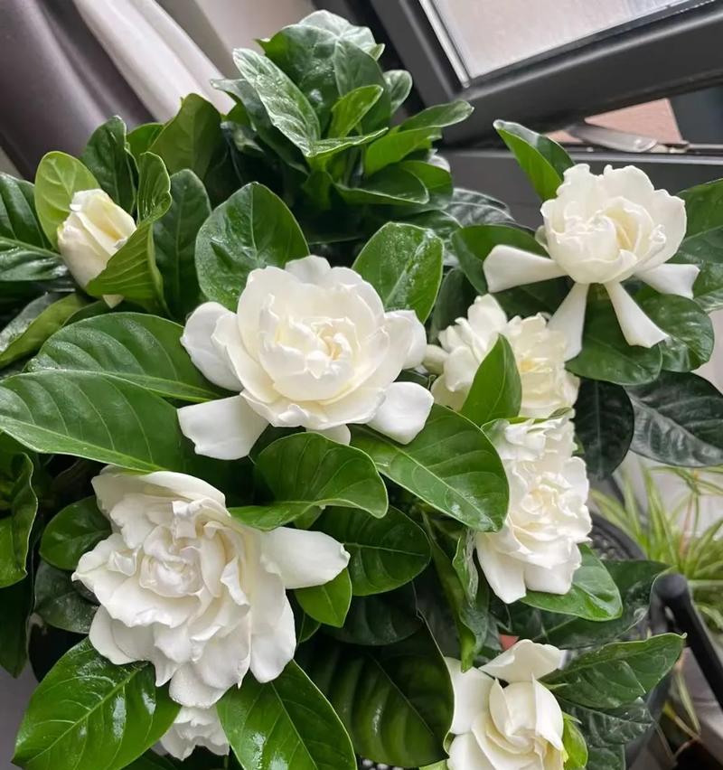 没有露水的阳台适合种植哪些花卉？