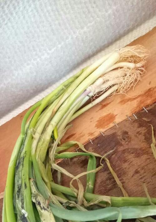 小葱叶子发黄怎么办？干旱环境下如何正确处理？