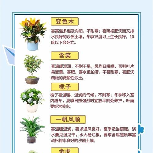 如何在家中养护君子兰使其开花？