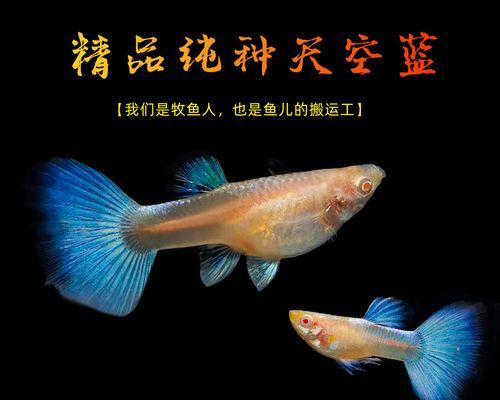 小鱼苗观赏植物有哪些？适合小鱼苗的观赏植物有哪些？