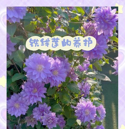 两广的铁线莲怎么养得好？在热带气候下铁线莲的养护技巧有哪些？