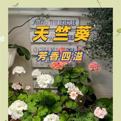 渐变颜色天竺葵的养护技巧是什么？