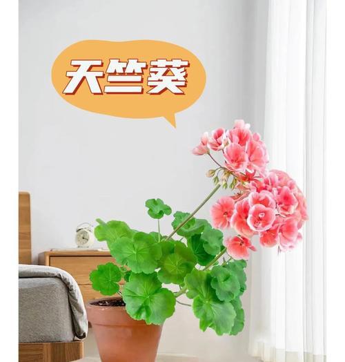 渐变颜色天竺葵的养护技巧是什么？
