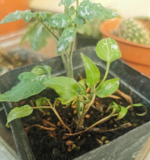 铁线莲长方形专用盆种植方法是什么？
