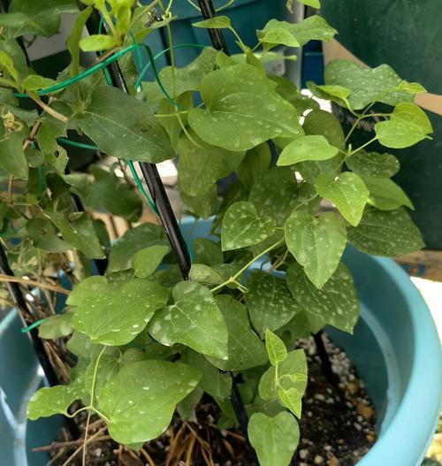 铁线莲长方形专用盆种植方法是什么？