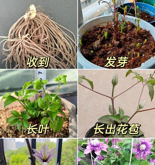 铁线莲长方形专用盆种植方法是什么？