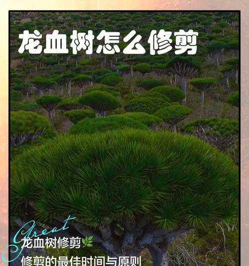 龙血树怎么修剪叶子会发黄吗？修剪时应注意什么？