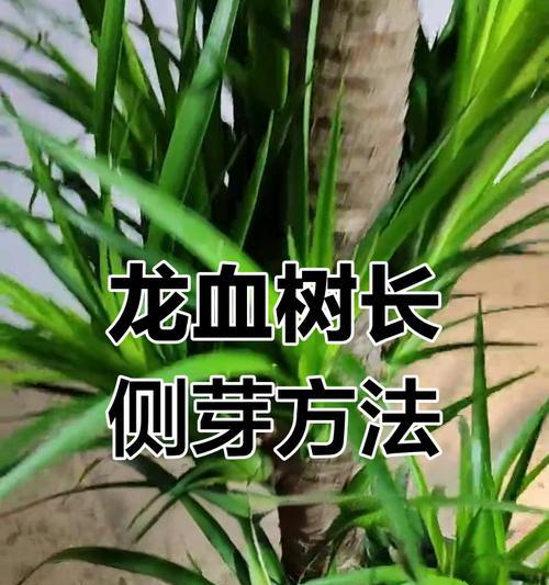 龙血树怎么修剪叶子会发黄吗？修剪时应注意什么？