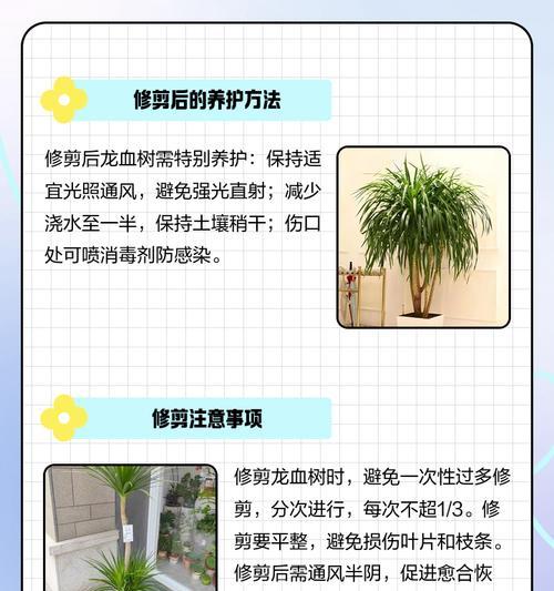 龙血树怎么修剪叶子会发黄吗？修剪时应注意什么？
