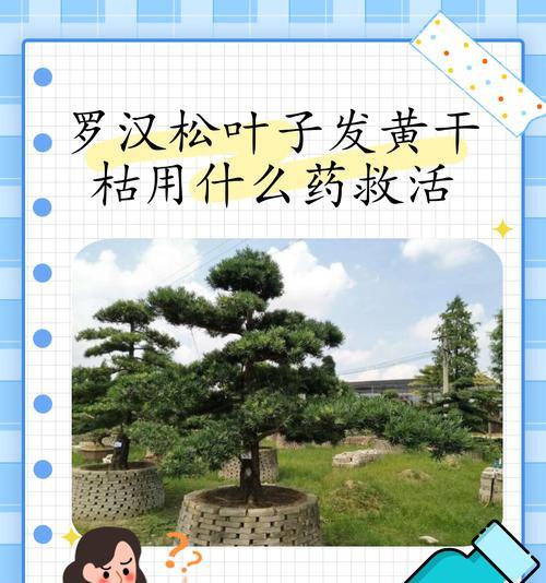 叶子发黄干枯了怎么救活？有效挽救植物的方法有哪些？