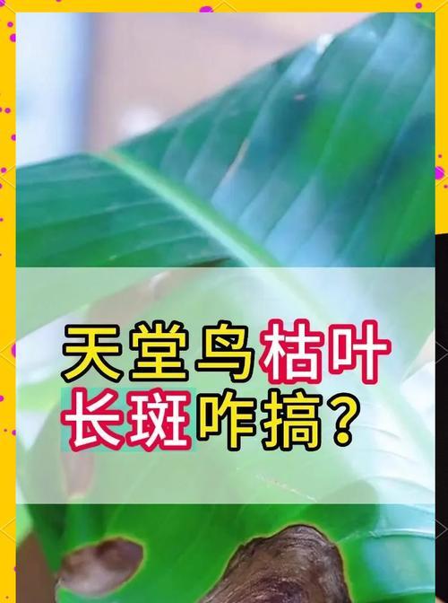 叶子发黄干枯了怎么救活？有效挽救植物的方法有哪些？