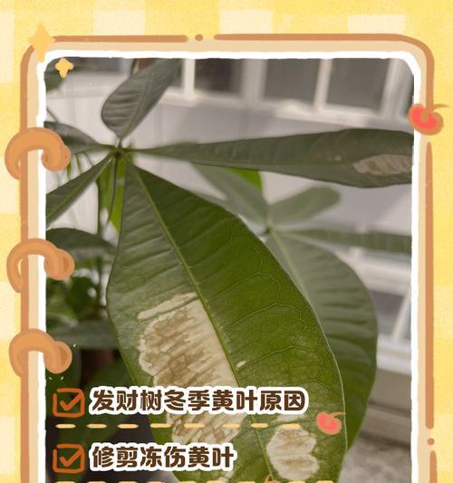 叶子发黄干枯了怎么救活？有效挽救植物的方法有哪些？