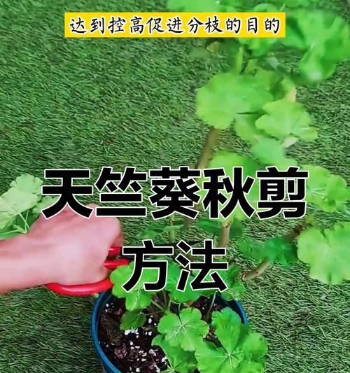 夏日玫瑰天竺葵打顶技巧是什么？如何促进分枝？