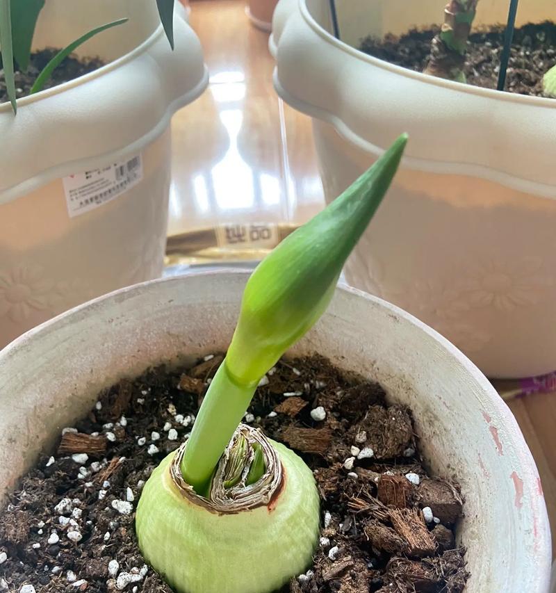 朱顶红不开花时是什么状态？