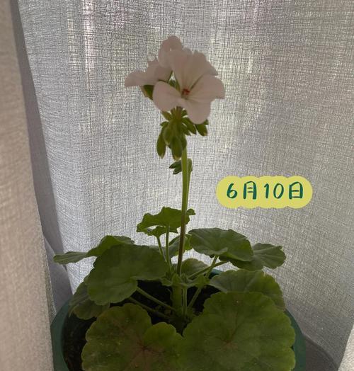 夏日玫瑰天竺葵打顶技巧是什么？如何促进分枝？