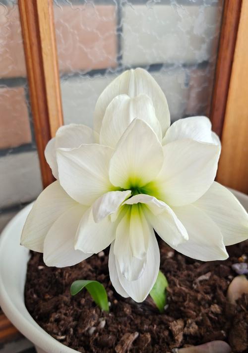 朱顶红不开花时是什么状态？