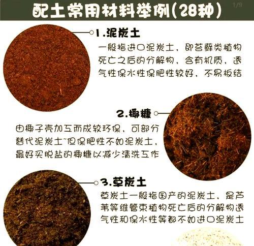 君子兰泥炭土苔藓种植技巧是什么？